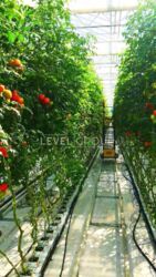 Продаж Сучасного Тепличного Комплексу та Діючого Бізнесу в Київській Області фото 7 Продаж Сучасного Тепличного Комплексу та Діючого Бізнесу в Київській Області фото 7