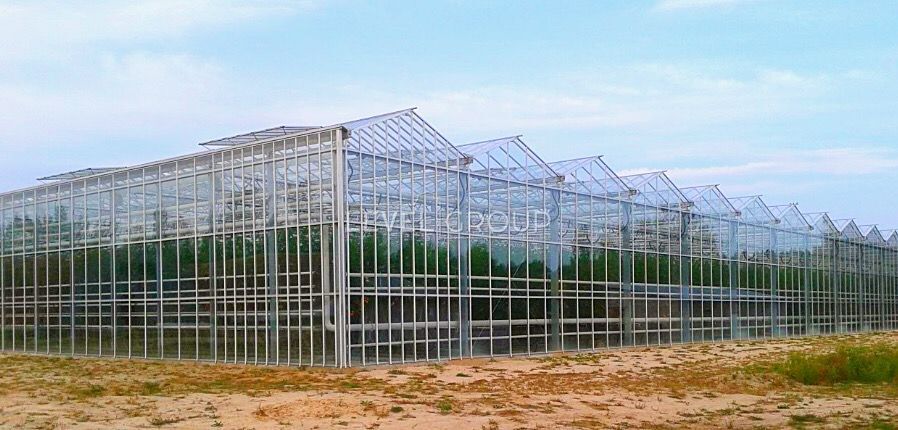 Продаж Сучасного Тепличного Комплексу та Діючого Бізнесу в Київській Області фото 1 Продаж Сучасного Тепличного Комплексу та Діючого Бізнесу в Київській Області фото 1