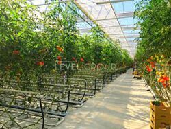 Продаж Сучасного Тепличного Комплексу та Діючого Бізнесу в Київській Області фото 6 Продаж Сучасного Тепличного Комплексу та Діючого Бізнесу в Київській Області фото 6